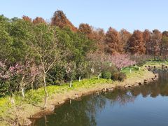 -上海海湾国家森林公园