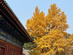 -香山公园