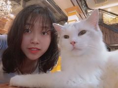 -more than meow吴止猫主题餐厅(承德 中船汇店)