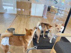 -南京Hallo宠物乐园·哈罗犬舍·柴犬繁育基地