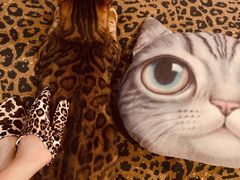 -猫大福·Fortune Cat猫舍(百子湾店)