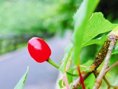 -武陵山森林公园