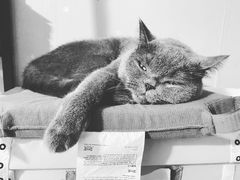 -创凡宠物医院·骨专科  猫科中心(西乡分院)