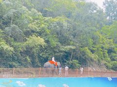 -西双版纳原始森林公园