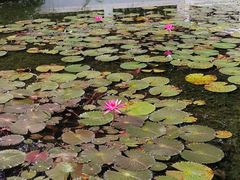 -广东花都湖国家湿地公园