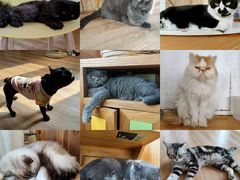 -猫的茶·猫咖