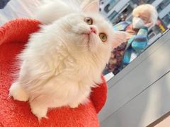 -萌兽医馆·眼科·异宠专科(三里屯店)