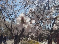 -桃花堤公园