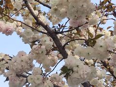 -志龙皇冠吃货椰子铺