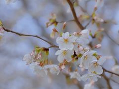 -高东镇樱花园