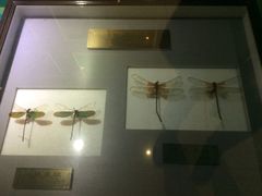 -上海昆虫博物馆