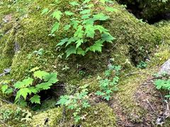 -汤旺河林海奇石景区