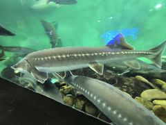 -太平洋海底世界