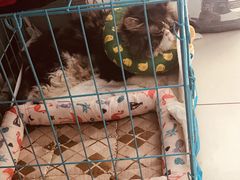 -纳吉亚猫专科动物诊疗中心(蒋宅口分院)