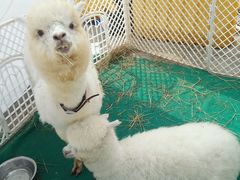 -华中科技大学光谷体育馆