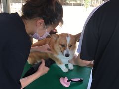 -良成狗狗乐园