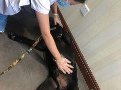 -宠爱国际动物医院· 猫科· 外科·中兽医(长白店)