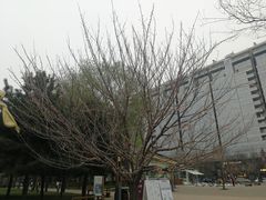-唐城墙遗址公园