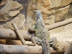 -绿色星球动物主题公园