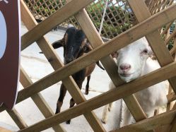 -萌宠亲子动物乐园(槐房万达店)