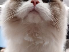 -小猫来了·猫舍(红山六九七九店)