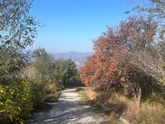 -北京西山国家森林公园