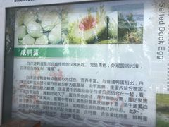 -白洋淀景区