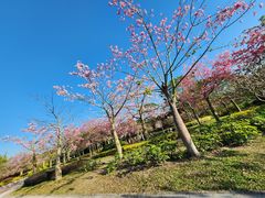 -风云岭森林公园