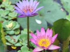 -中国科学院华南植物园