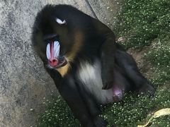 -大连森林动物园