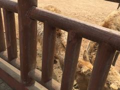 -无锡动物园·太湖欢乐园