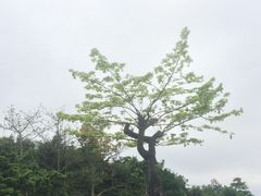 -东莞植物园