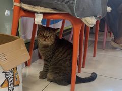 -纳吉亚猫专科动物医院博雅分院