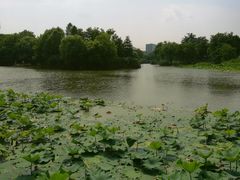 -新江湾城公园