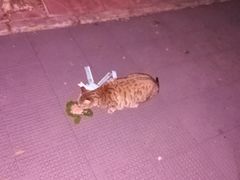 -米乐乖乖猫咪咖啡馆·猫咖(深圳湾后海汇店)
