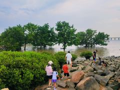 -宝安西湾红树林湿地公园