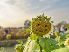 -花开海上生态园