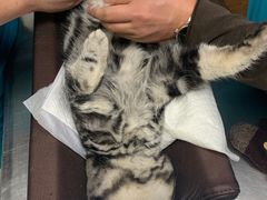 -纳吉亚猫专科动物医院博雅分院