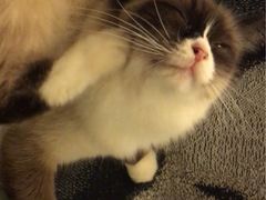 -猫色咖啡·猫咖