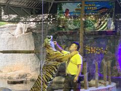 -清迈夜间动物园