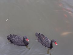 -卧龙湖