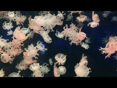 -珠海长隆海洋王国