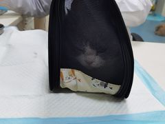 -美美宠物诊疗中心·异宠·骨科(滨江东信分院)