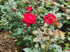 -人民公园(罗湖区)