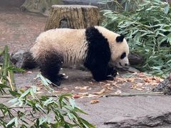 -都江堰中华大熊猫苑