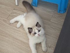 -猫十亿·布偶金渐层·曼基康矮脚猫舍(青年路店)