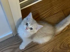 -欣宠猫屋·矮脚拿破仑·蓝金金渐层