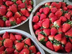 -胜丰草莓采摘园