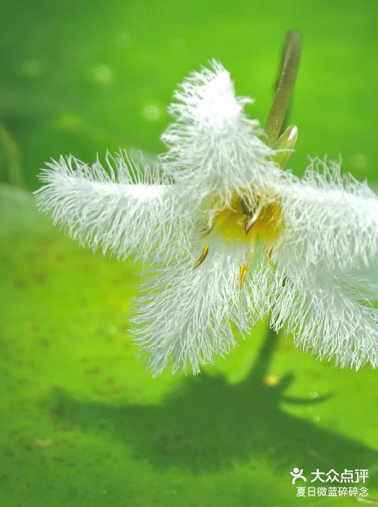 当毛绒控遇到一朵毛绒绒的花