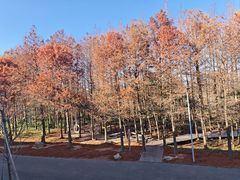 -上海长兴岛郊野公园